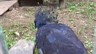 Victoria crowned-pigeon Calls (TOBU ZOO, Saitama, Japan) August 20, 2017
