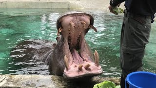 カバと親しむ (東武動物公園) 2020年9月18日