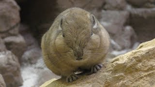 Common Gundi (Saitama Children's Zoo, Saitama, Japan) October 2, 2019