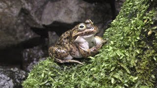 Fire belly newt & Daruma pond frog (Sagamigawa Aquarium, Kanagawa, Japan) Nov. 30, 2018