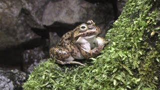 アカハライモリ と トウキョウダルマガエル (相模川ふれあい科学館) 2018年11月30日／アクアリウムさがみはら