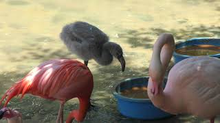 フラミンゴ (神戸市立 王子動物園) 2019年5月24日