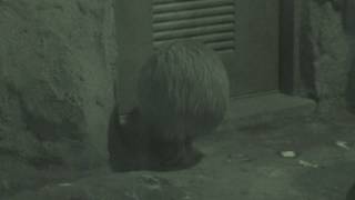 Kiwi (TENNOJI ZOO, Osaka, Japan) November 3, 2017