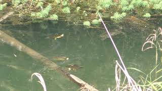 野生のカメ (滋賀県東近江市) 2019年10月31日