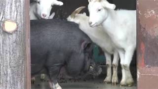 仲良しなヤギとブタ (日立市かみね動物園) 2017年10月21日