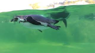 フンボルトペンギン (葛西臨海水族園) 2017年12月17日