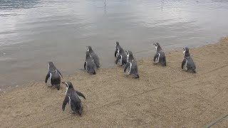 ふれあいペンギンビーチ・出場 (長崎ペンギン水族館) 2017年12月24日