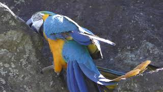Blue-and-yellow Macaw (Izu Shaboten Zoo, Shizuoka, Japan) April 22, 2018