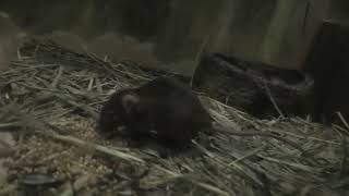 ハツカネズミ (東山動植物園) 2021年7月22日
