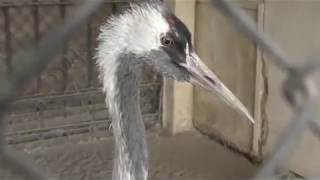 Common crane (Komoro City Zoo, Nagano, Japan) November 4, 2018