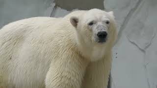 Polar bear (Higashiyama Zoo and Botanical Gardens, Aichi, Japan) June 25, 2023
