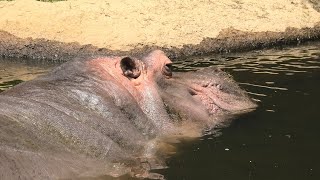 カバ の『ナミコ』 (神戸市立 王子動物園) 2020年8月4日