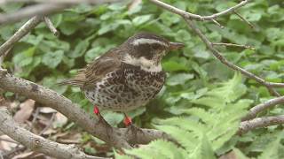 ツグミ (周南市徳山動物園) 2018年5月19日