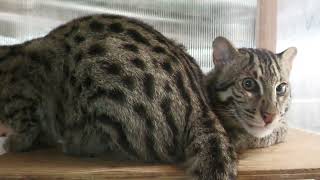 Fishing Cat (TOBA AQUARIUM, Mie, Japan) August 13, 2022