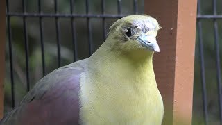 こもれびの径 (到津の森公園) 2019年4月25日