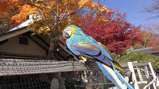Blue-and-yellow Macaw (Komoro City Zoo, Nagano, Japan) November 11, 2018