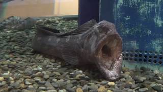 オオカミウオ のあくび (丹後魚っ知館) 2019年11月25日