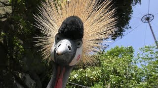 Grey crowned crane