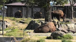 American bison (ADVENTURE WORLD, Wakayama, Japan) January 18, 2020