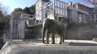 アジアゾウ の『アマラ』と『ヴィドゥラ』 (多摩動物公園) 2019年1月18日