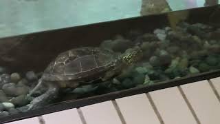 クサガメ (東山動植物園) 2021年7月22日
