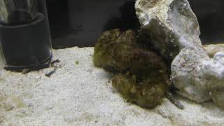 カルイシガニ (エビとカニの水族館) 2018年12月26日
