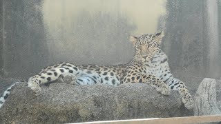 アムールヒョウ の『セイラ』 (神戸市立王子動物園) 2020年10月15日