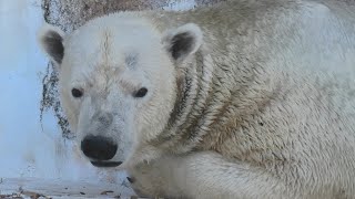 ホッキョクグマ の『ゴーゴ』 (天王寺動物園) 2020年12月23日