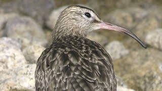 爬虫類生態館・アイファー (天王寺動物園) 2019年3月31日