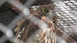 Brown hawk-owl & Sunda Scops-owl (Toyohashi Zoo and Botanical Park, Aichi, Japan) January 1, 1970