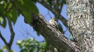 コゲラ (北海道 釧路市) 2019年7月3日