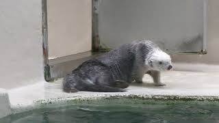 Sea otter (TOBA AQUARIUM, Mie, Japan) July 17, 2022