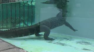 American alligator (ATAGAWA TROPICAL & ALLIGATOR GARDEN, Shizuoka, Japan) March 18, 2018