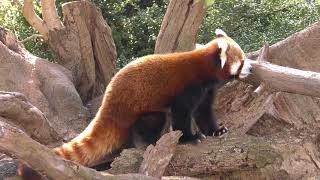 Himalayan red panda (ATAGAWA TROPICAL & ALLIGATOR GARDEN, Shizuoka, Japan) March 18, 2018