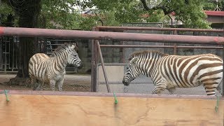 グラントシマウマ の『霜』と『小春』 (周南市徳山動物園) 2018年5月19日