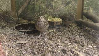Japanese quail (Toyama Municipal Family Park Zoo, Toyama, Japan) August 15, 2019