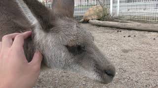 カンガルー カピバラ エリア (滋賀農業公園ブルーメの丘) 2019年10月31日