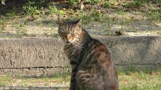 野良猫 (神野公園) 2019年4月20日