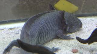 Axolotl (Kusatsu Tropical Wonderland, Gunma, Japan) November 11, 2018