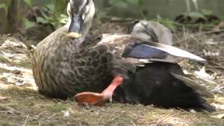 カルガモ (大宮公園小動物園) 2018年7月21日