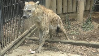 Laughing hyena Feeding time (OMIYA PARK ZOO, Saitama, Japan) February 4, 2018