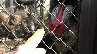 Mandrill Feeding time (KAMINE ZOO, Ibaraki, Japan) December 4, 2018