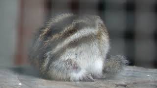 Siberian chipmunk (Rakujuen, Shizuoka, Japan) July 31, 2022
