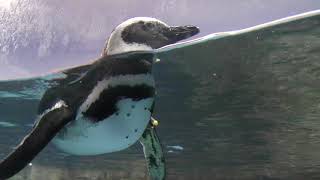 Magellanic penguin (YokohamaHakkeijima Seaparadise, Kanagawa, Japan) July 14, 2018
