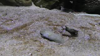 姫路の海にすむ変わったカニ (姫路市立水族館) 2019年2月13日