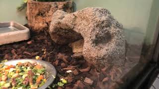 パンケーキリクガメ (東山動植物園) 2021年7月22日