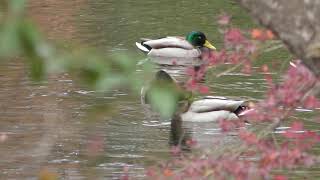 マガモ と カルガモ (上尾丸山公園) 2018年12月9日