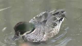 Falcated duck (Inokashira Park Zoo, Tokyo, Japan) September 9, 2018