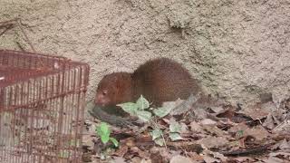Common dwarf mongoose (TENNOJI ZOO, Osaka, Japan) October 19, 2021