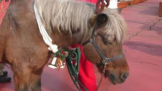 クリスマスポニー (富士サファリパーク) 2018年11月24日